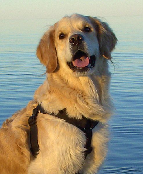 Hovedbilde VGW belteforlengelse svart XXXL spesial