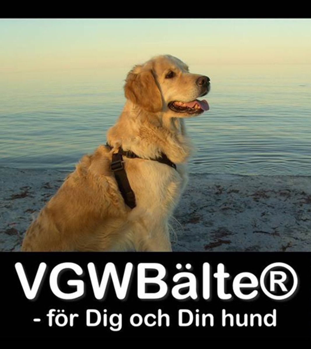 VGW Bälte Extension Sele Svart XXS (<37cm) - Ergonomisk Antidragsele