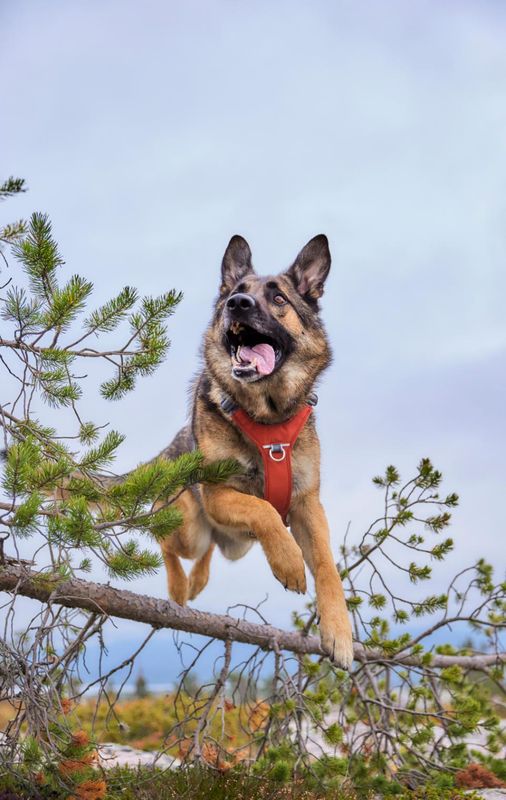 Hurtta Rover Sele Cinnamon | Ergonomisk Hundesele S–XL