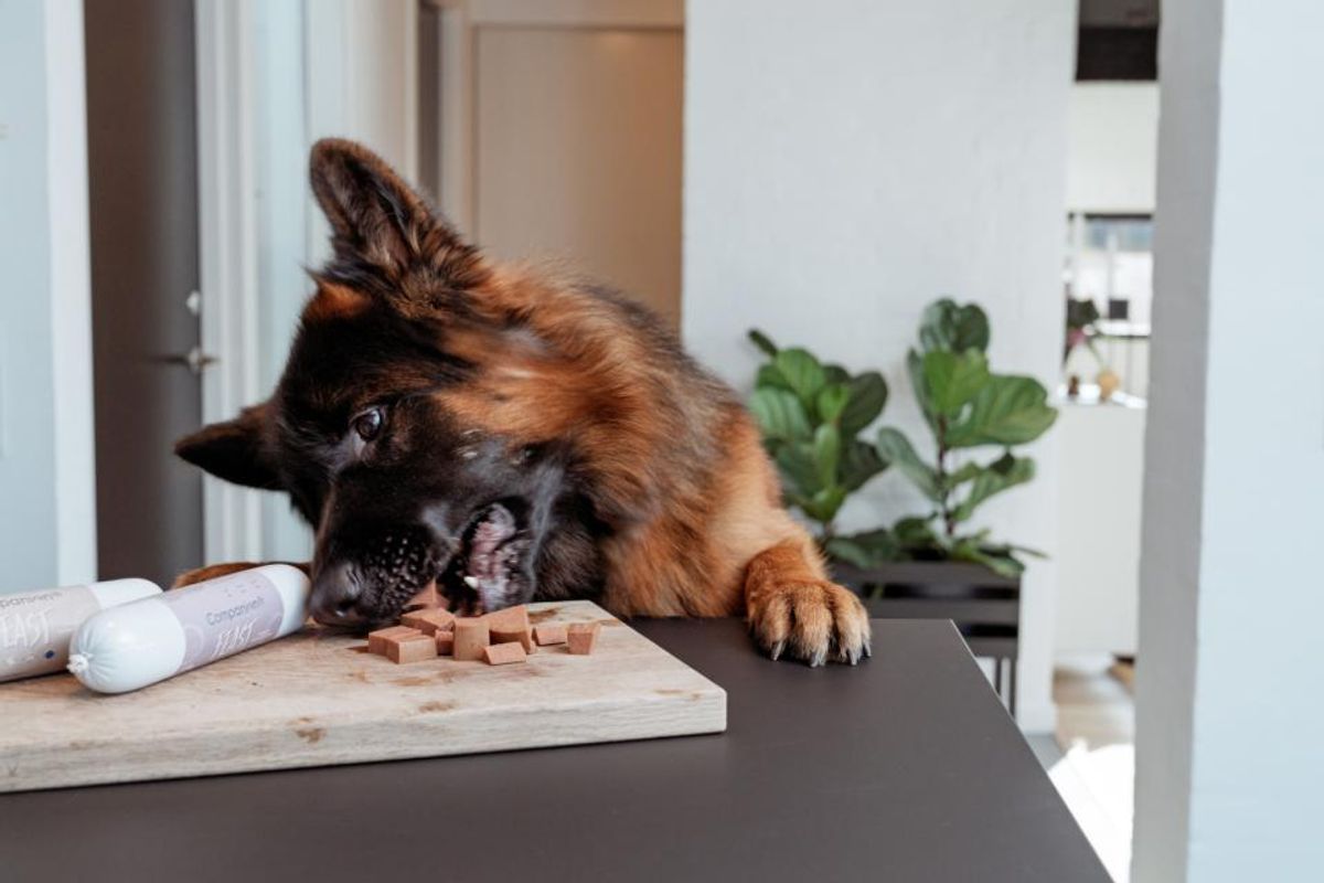 Companion+ FEAST Lam 350g | Saftig Hundefôrpølse