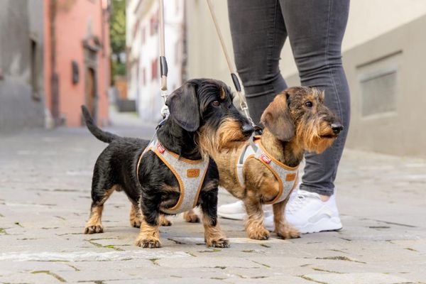 Hovedbilde Curli Vest Clasp Alpine Hundesele | Bærekraftig Premium