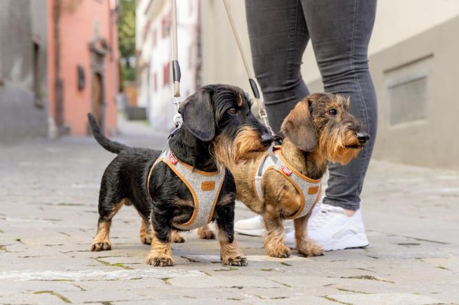Hovedbilde Curli Vest Clasp Alpine Hundesele | Bærekraftig Premium