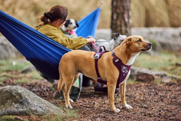 Hovedbilde Hurtta Weekend Warrior II ECO Sele L (65-80) | Ergonomisk