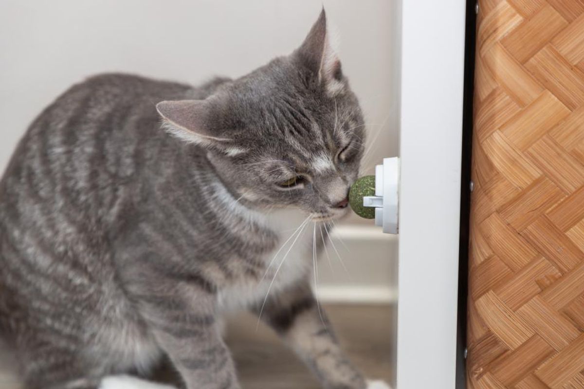 TRIXIE Kattenip-Ball med Feste
