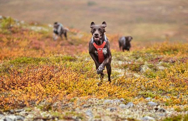 Hovedbilde HURTTA Rover Hundesele– Cinnamon (S: ...