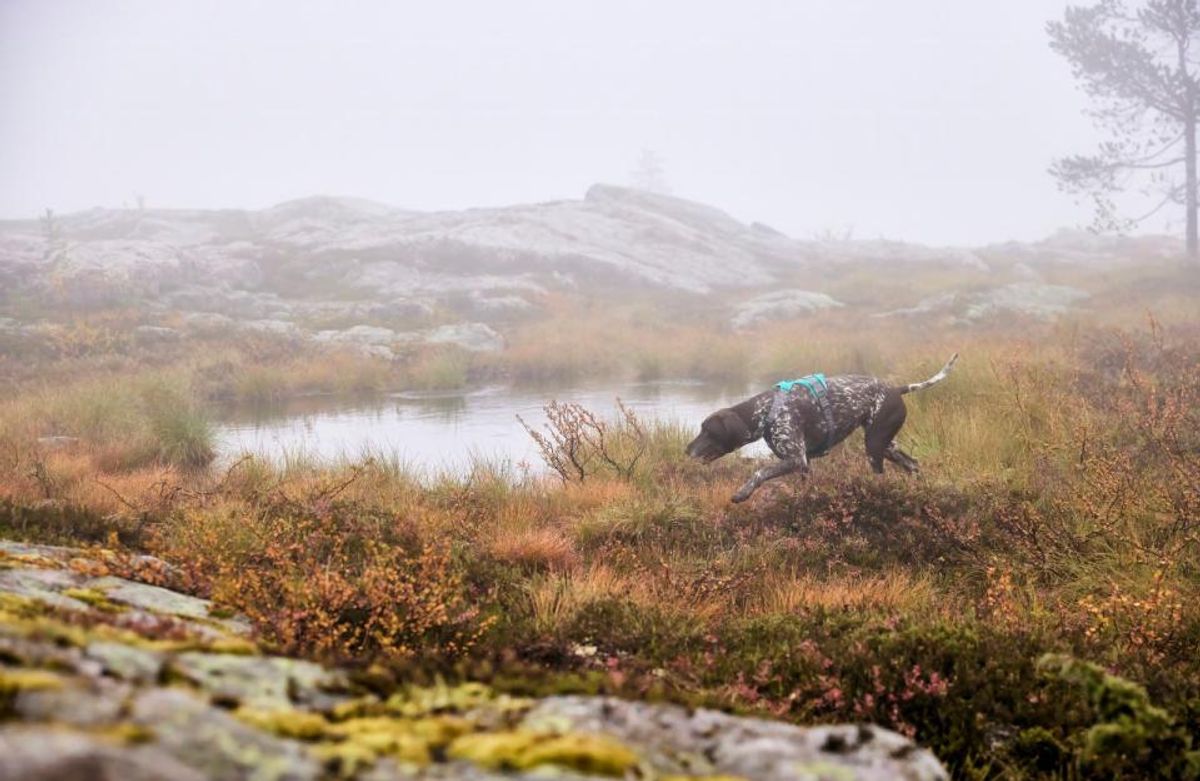 HURTTA Rover Hundesele Turkis ( S )
