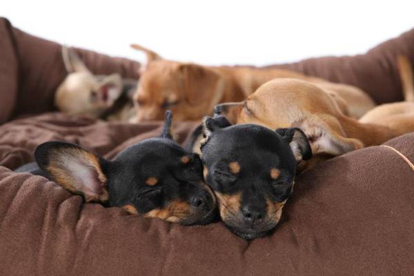 Hovedbilde Trixie fôringssprøyte 10ml m. tre stk silikon ...