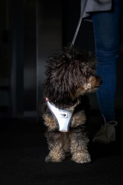 Hovedbilde Curli Vest Clasp Glow Hundesele | Høytytende Helrefleks