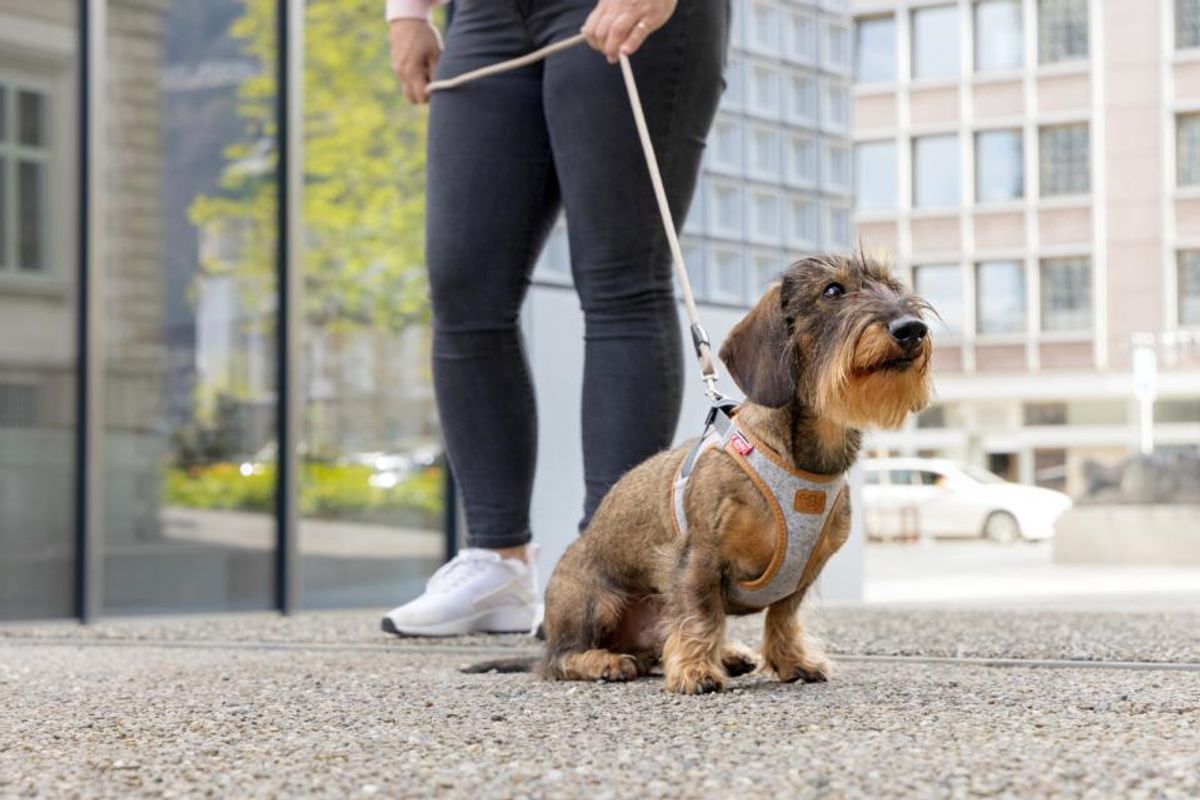 Curli Vest Clasp Alpine Hundesele | Bærekraftig Premium
