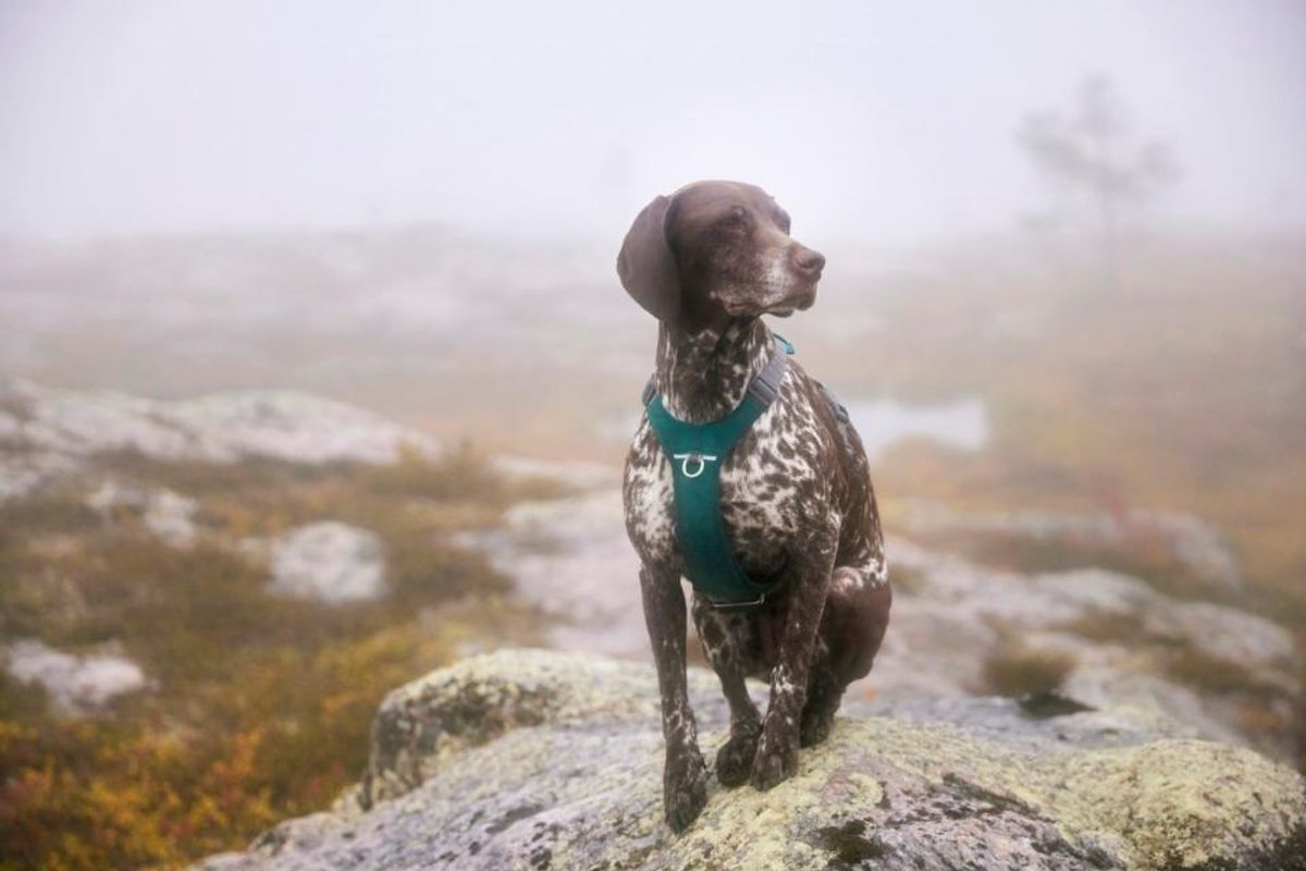 HURTTA Rover Hundesele Turkis ( S )