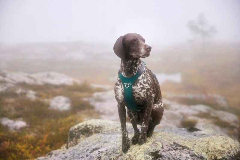 HURTTA Rover Hundesele Turkis ( S )