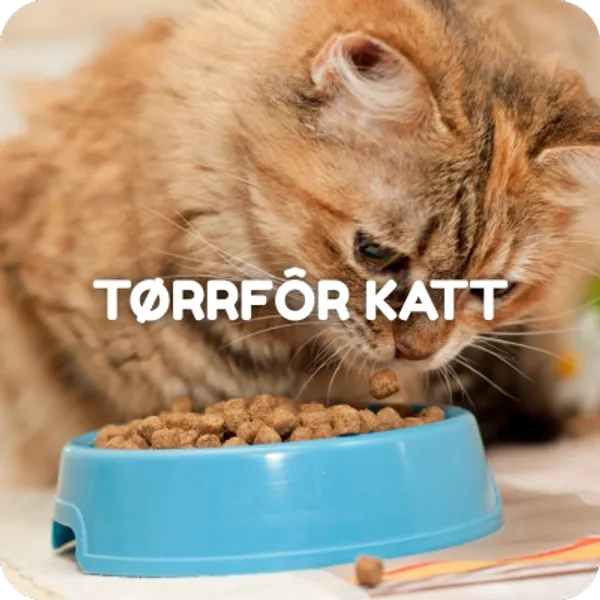 Tørrfor til katt. Stort utvalg kattemat.