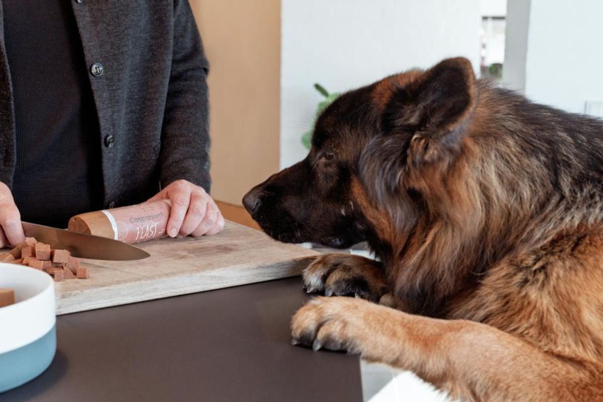 Companion+ Feast Hjort 350g | Kornfri Fôrpølse | Vilt